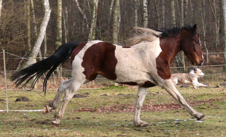 Sekrety, które pomogą Ci osiągnąć sukces z psami